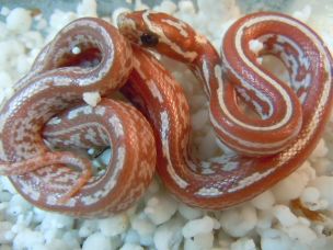 HATCHLING