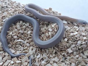 HATCHLING