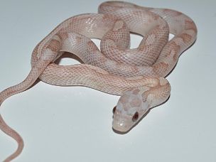 HATCHLING