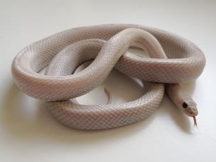ADULT
