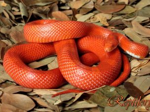 ADULT