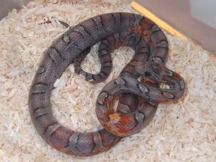 HATCHLING