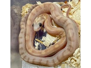 HATCHLING