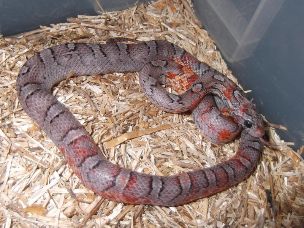 ADULT