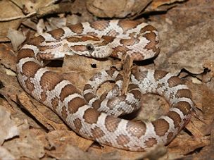 HATCHLING