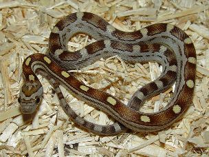 HATCHLING