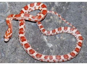 HATCHLING