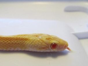 EYE