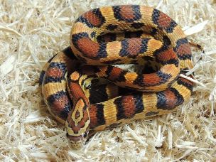 HATCHLING