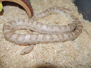 ADULT