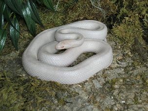 ADULT