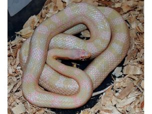 ADULT