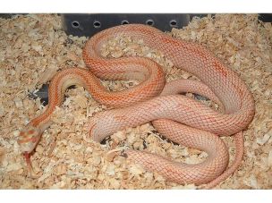 ADULT