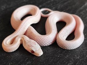 HATCHLING