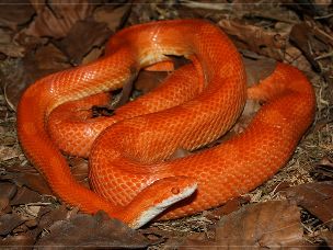 ADULT