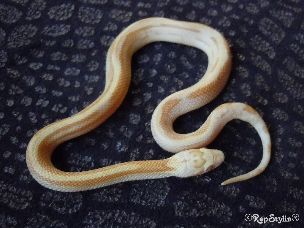 HATCHLING