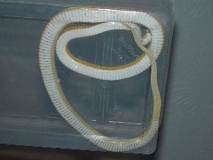 VENTAL