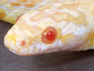 EYE