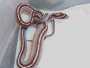 HATCHLING