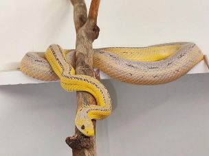 ADULT