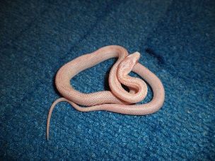 HATCHLING