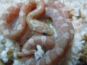 HATCHLING