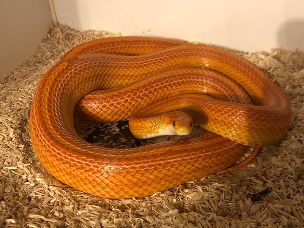 ADULT