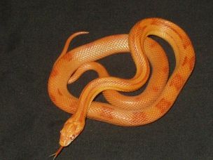 ADULT