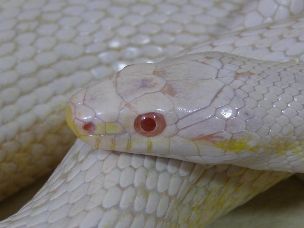EYE