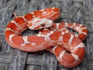 HATCHLING