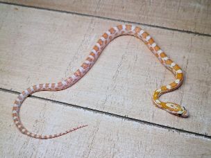 HATCHLING