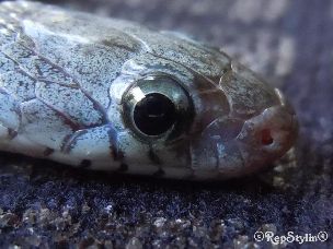 EYE