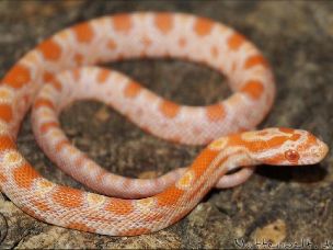 HATCHLING