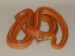 ADULT