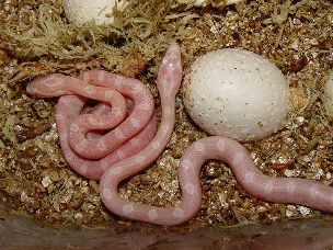 HATCHLING