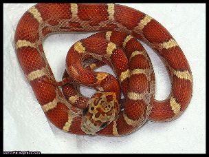 HATCHLING