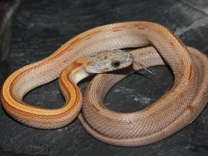HATCHLING