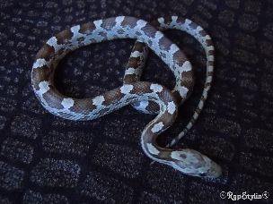HATCHLING