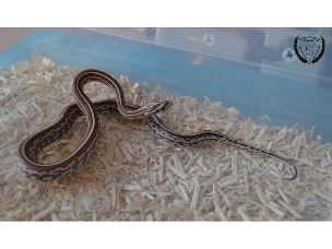HATCHLING