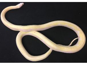 ADULT