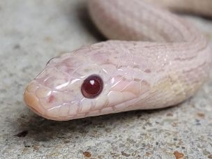 EYE