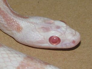 EYE