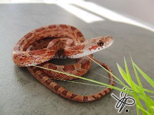 HATCHLING