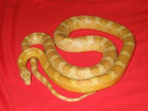 ADULT
