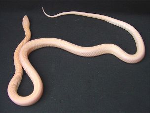 ADULT