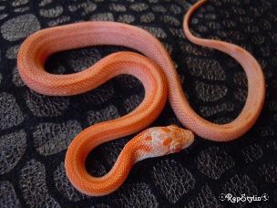 HATCHLING