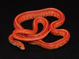 HATCHLING