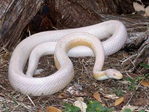 ADULT