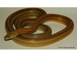 ADULT