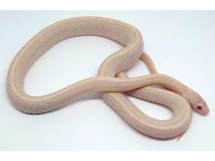 HATCHLING